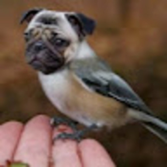 Meet your Posher, Loyd - Picture 1 of 1